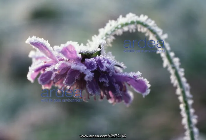 : Scabious, Field scabious, Knautia arvensis : Scabious, Field scabious, Knautia arvensis