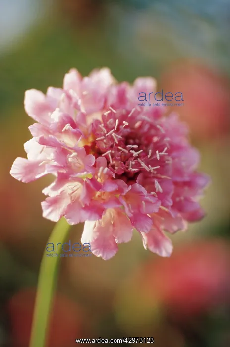  : Scabious, Scabiosa Summer Sundae
