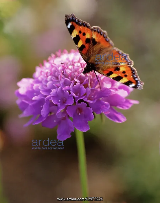 : Scabious, Scabiosa : Scabious, Scabiosa