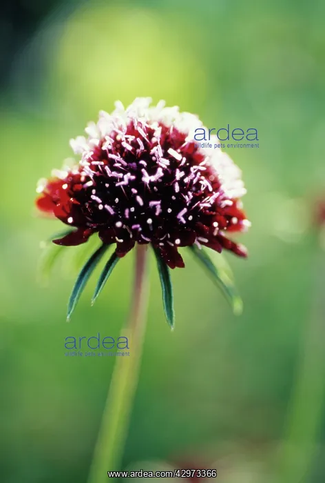  : Scabious, Scabiosa atropurpurea Chile Black