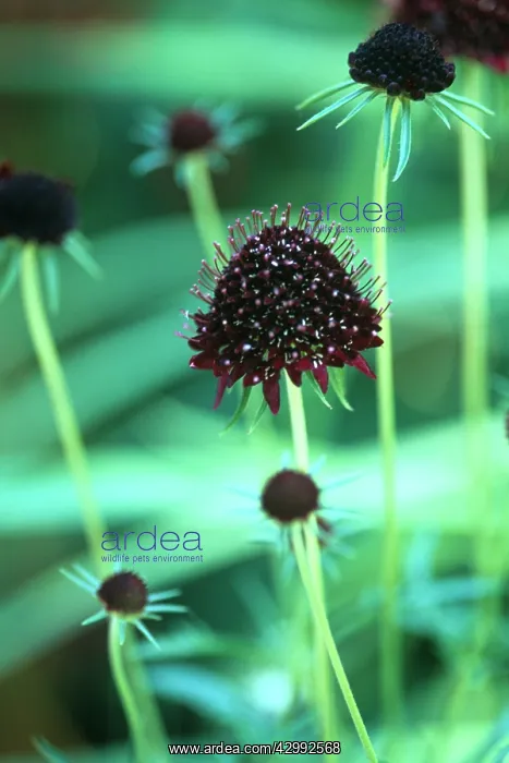 : Scabious, Scabiosa atropurpurea Chile Black : Scabious, Scabiosa atropurpurea Chile Black