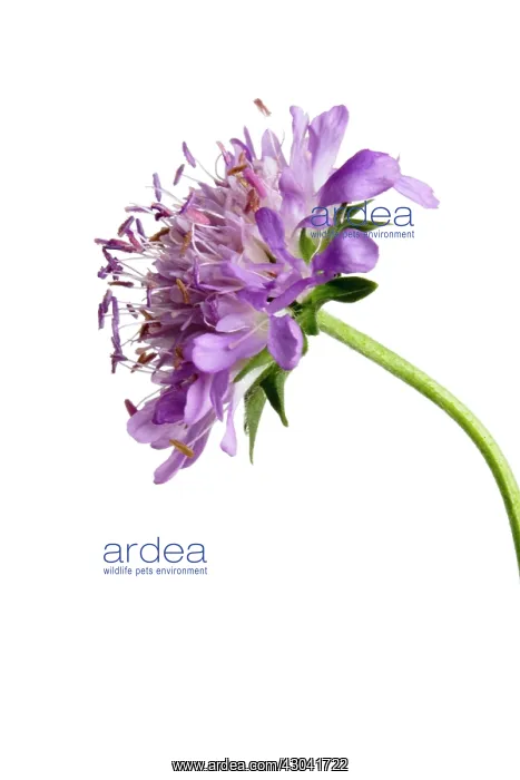  : Scabious, Scabiosa atropurpurea