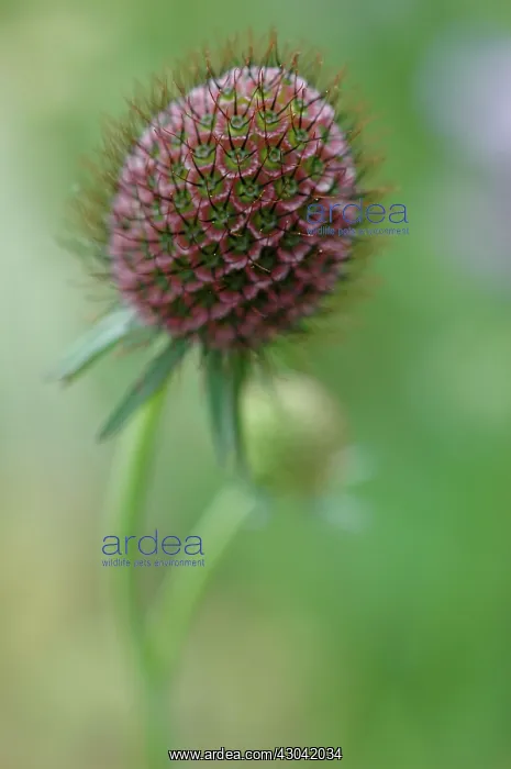 : Scabious, Scabiosa caucasia Clive Greaves : Scabious, Scabiosa caucasia Clive Greaves