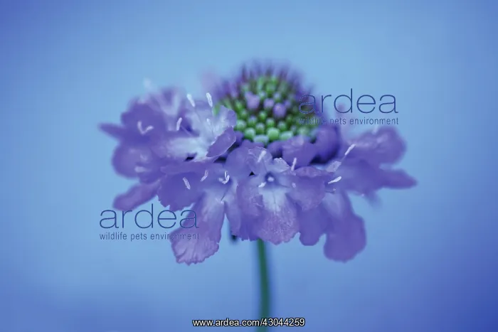 : Scabious, Scabiosa caucasia Clive Greaves : Scabious, Scabiosa caucasia Clive Greaves