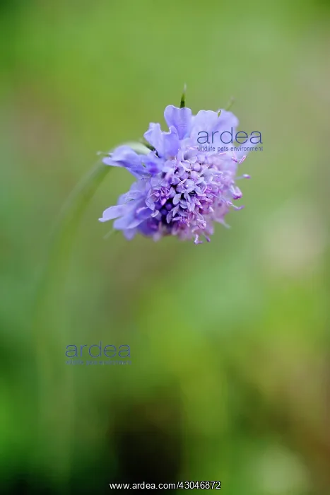 : Scabious, Field scabious, Knautia arvensis : Scabious, Field scabious, Knautia arvensis