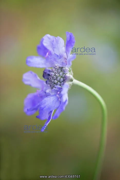 : Scabious. Single flower of Scabiosa columbaria Butterfly blue with delicate : Scabious. Single flower of Scabiosa columbaria Butterfly blue with delicate