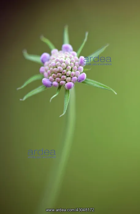 : Scabious. Pincushion-like flowerhead of Scabiosa columbaria Butterfly blue