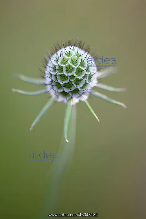 : Scabious. Spherical seedhead of Scabiosa columbaria Butterfly blue : Scabious. Spherical seedhead of Scabiosa columbaria Butterfly blue