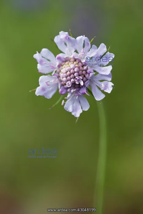 : Scabious. Pincushion-like flowerhead of Scabiosa columbaria : Scabious. Pincushion-like flowerhead of Scabiosa columbaria