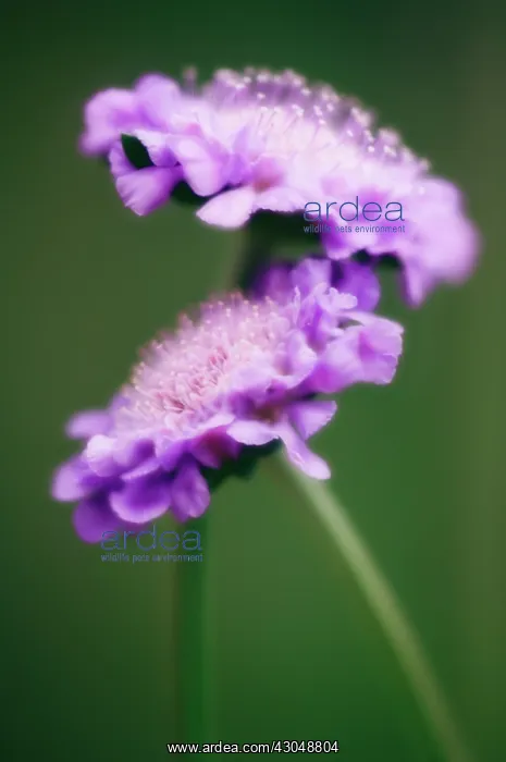 : Scabious, Scabiosa columbaria : Scabious, Scabiosa columbaria