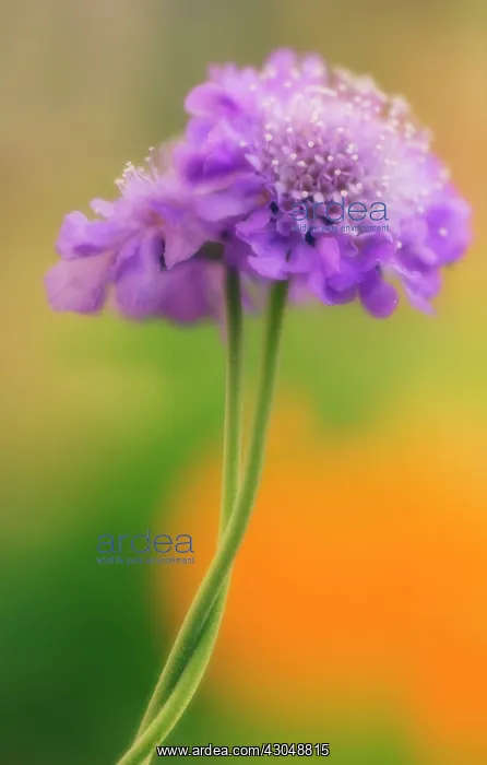 : Scabious, Scabiosa columbaria : Scabious, Scabiosa columbaria