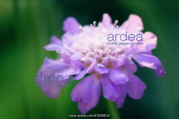 : Scabious, Scabiosa columbaria : Scabious, Scabiosa columbaria