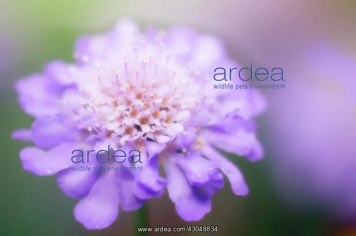 : Scabious, Scabiosa columbaria : Scabious, Scabiosa columbaria