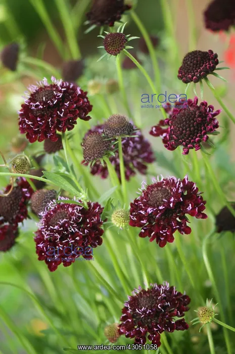 : Scabious, Scabiosa atropurpurea Chile Black : Scabious, Scabiosa atropurpurea Chile Black