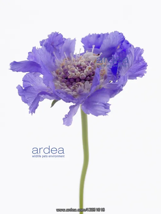 : Scabious, Scabiosa caucasica Staefa : Scabious, Scabiosa caucasica Staefa