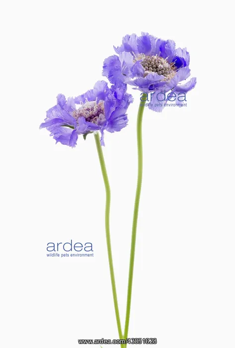 : Scabious, Scabiosa caucasica Staefa : Scabious, Scabiosa caucasica Staefa