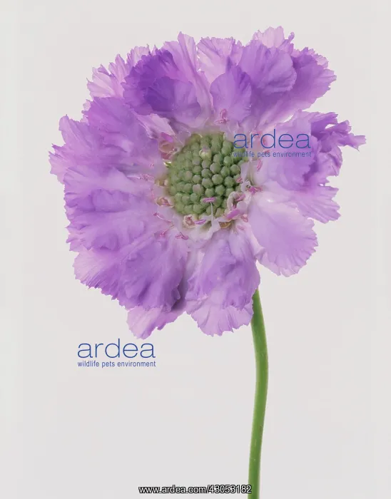  : Scabious, Scabiosa caucasia Clive Greaves