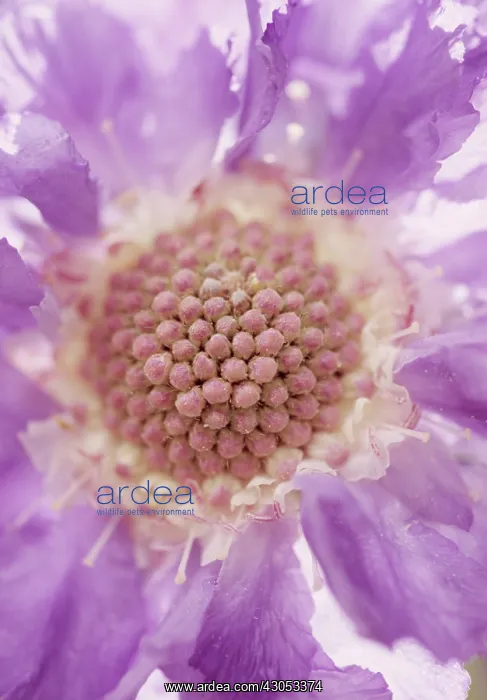 : Scabious, Scabiosa : Scabious, Scabiosa