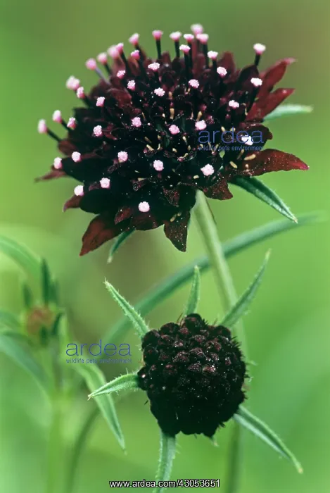 : Scabious, Scabiosa atropurpurea Chile Black : Scabious, Scabiosa atropurpurea Chile Black