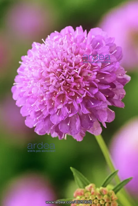 : Scabious, Scabiosa atropurpurea Tall doublemix : Scabious, Scabiosa atropurpurea Tall doublemix