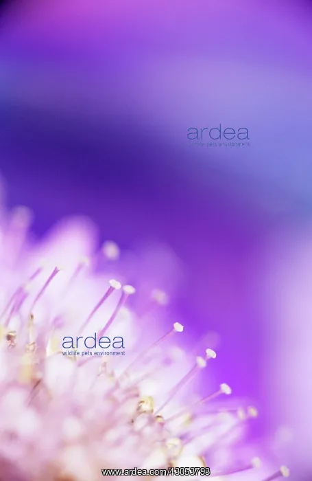 : Scabious, Scabiosa : Scabious, Scabiosa