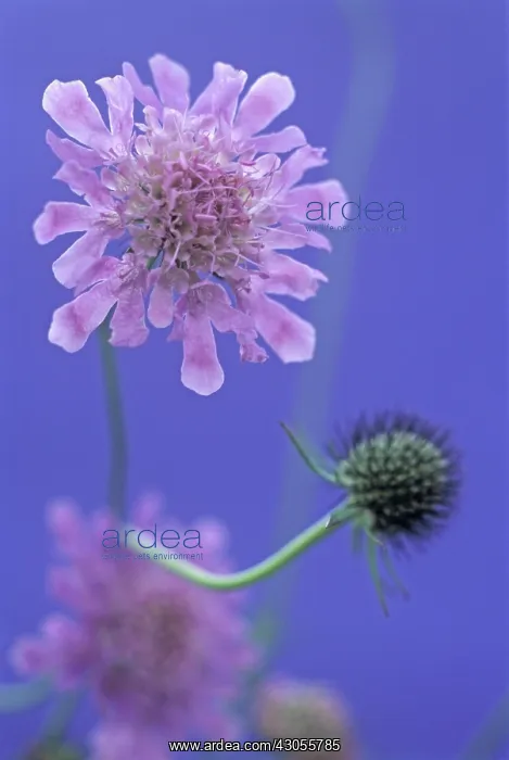 : Scabious, Field scabious, Knautia arvensis : Scabious, Field scabious, Knautia arvensis