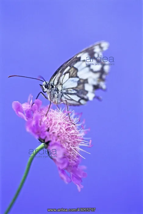 : Scabious, Field scabious, Knautia arvensis : Scabious, Field scabious, Knautia arvensis