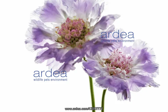 : Scabious, Scabiosa caucasia : Scabious, Scabiosa caucasia