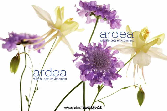 : Scabious : Scabious