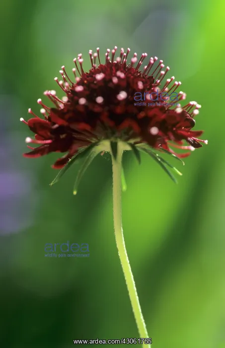  : Scabious, Scabiosa atropurpurea Chile Black