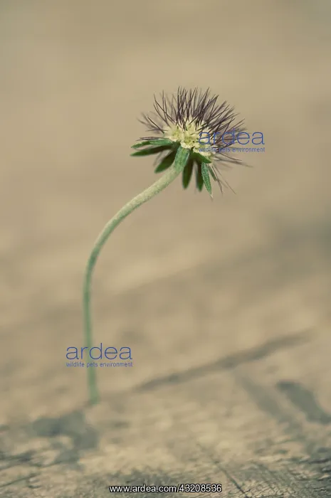 : Scabious, Scabiosa lucida : Scabious, Scabiosa lucida