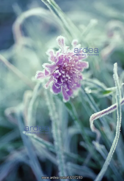 : Scabious, Field scabious, Knautia arvensis : Scabious, Field scabious, Knautia arvensis