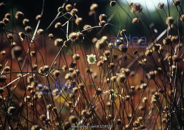 : Scabious, Scabiosa ochroleuca : Scabious, Scabiosa ochroleuca