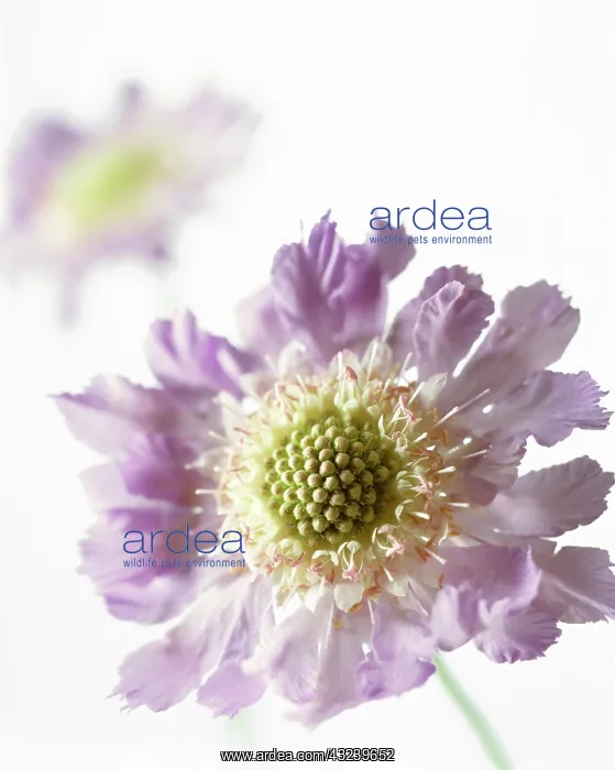 : Scabious, Scabiosa caucasia Clive Greaves : Scabious, Scabiosa caucasia Clive Greaves