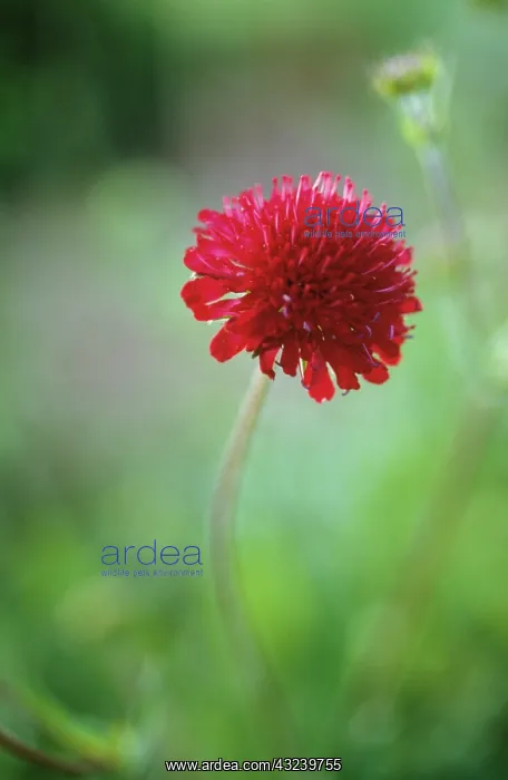 : Scabious, Knautia macedonica lyrophylla : Scabious, Knautia macedonica lyrophylla