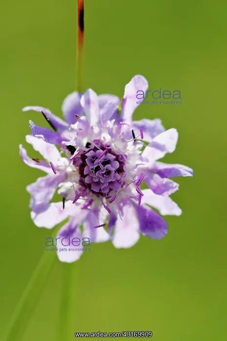 : Scabious, Field scabious, Knautia arvensis, purple coloured : Scabious, Field scabious, Knautia arvensis, purple coloured