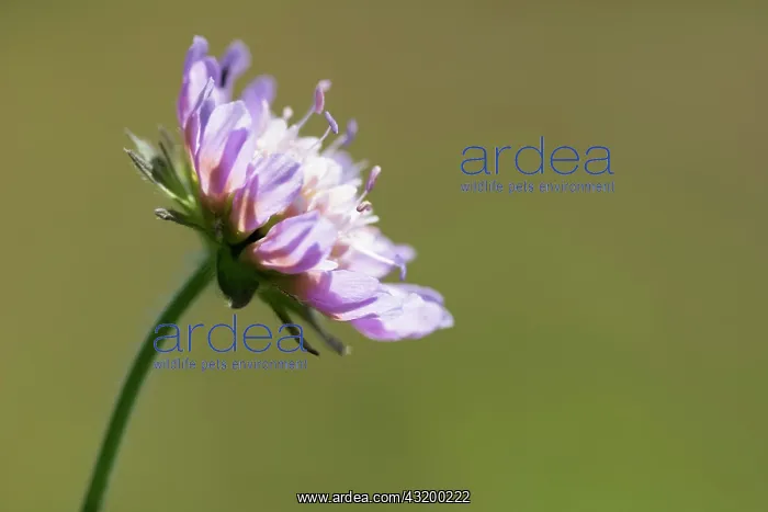 : Scabious, Field scabious, Knautia arvensis, Mauve : Scabious, Field scabious, Knautia arvensis, Mauve