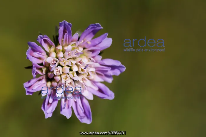 : Scabious, Field scabious, Knautia arvensis, Mauve : Scabious, Field scabious, Knautia arvensis, Mauve