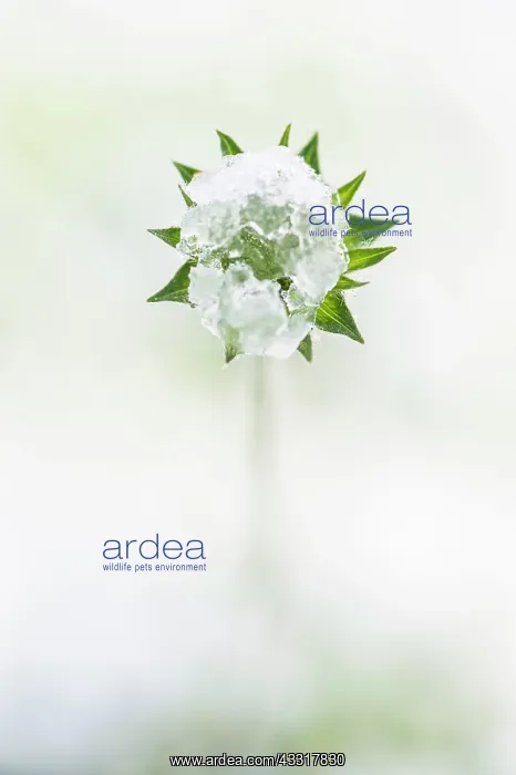 : Scabious, Field scabious, Knautia arvensis, View : Scabious, Field scabious, Knautia arvensis, View