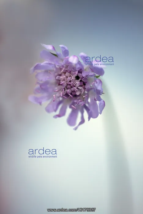  : Scabious, Scabiosa columbaria Blue note, Side