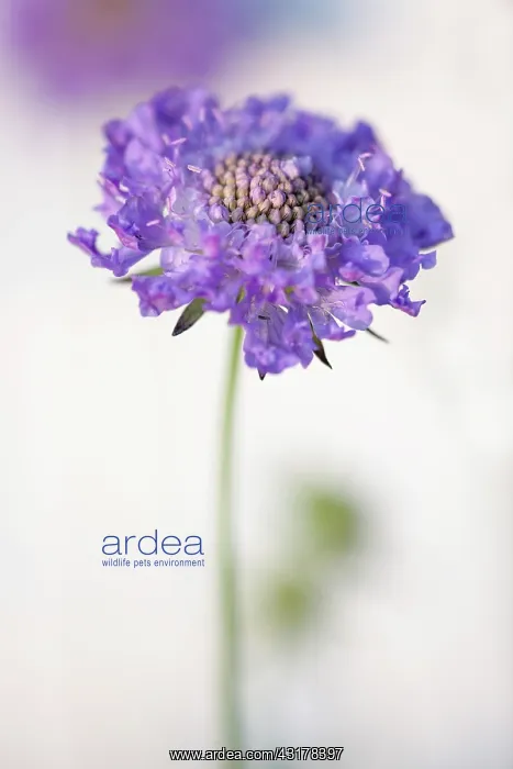 : Scabious, Scabiosa columbaria Blue note, Side : Scabious, Scabiosa columbaria Blue note, Side