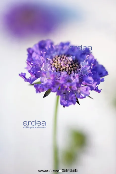 : Scabious, Scabiosa columbaria Blue note, One purple : Scabious, Scabiosa columbaria Blue note, One purple