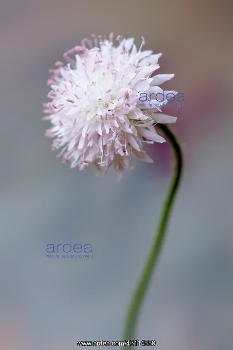 : Scabious, Scabiosa columbaria Blue note, One purple : Scabious, Scabiosa columbaria Blue note, One purple