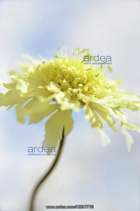 : Scabious, Yellow scabious : Scabious, Yellow scabious