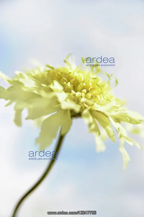 : Scabious, Yellow scabious : Scabious, Yellow scabious