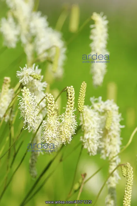 : Scabious, Yellow scabious, Cephalaria, Cephalaria : Scabious, Yellow scabious, Cephalaria, Cephalaria