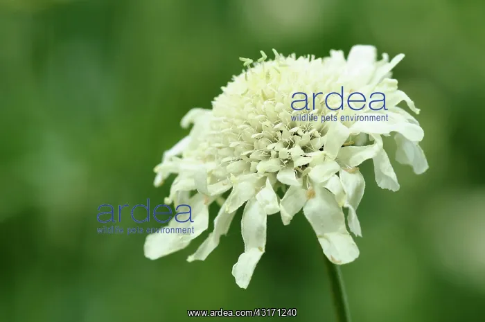 : Scabious, Yellow scabious, Cephalaria, Cephalaria : Scabious, Yellow scabious, Cephalaria, Cephalaria