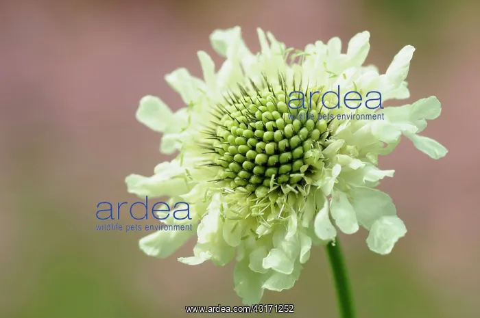 : Scabious, Yellow scabious, Cephalaria, Cephalaria : Scabious, Yellow scabious, Cephalaria, Cephalaria