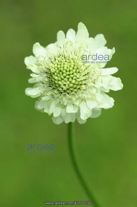 : Scabious, Yellow scabious, Cephalaria, Cephalaria : Scabious, Yellow scabious, Cephalaria, Cephalaria
