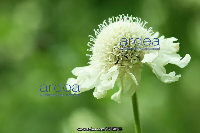 : Scabious, Yellow Scabious, Cephalaria gigantea, Close up of : Scabious, Yellow Scabious, Cephalaria gigantea, Close up of